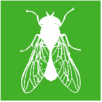 white fly vector on green background